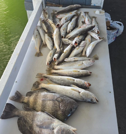 Loaded table with mixed inshore catch.
